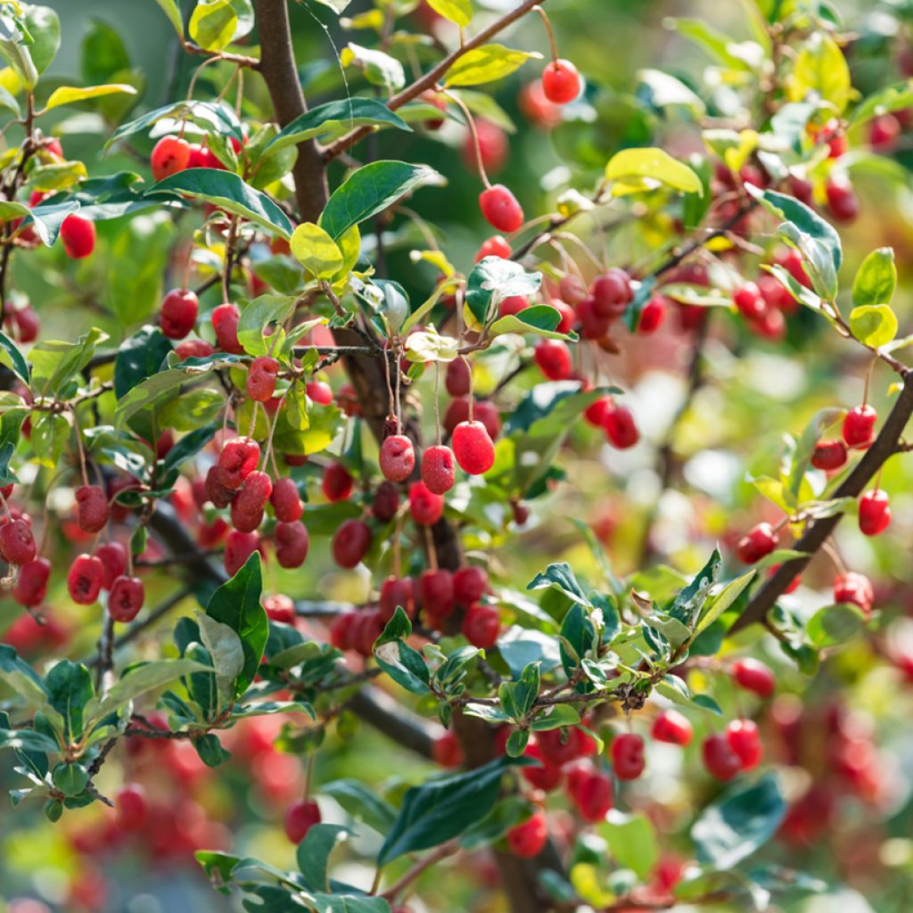 Vielblumige Ölweide - Elaeagnus multiflora
