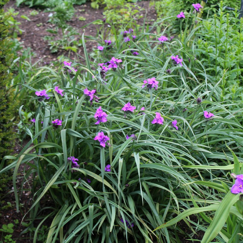 Tradescantia andersoniana Concord Grape - Dreimasterblume