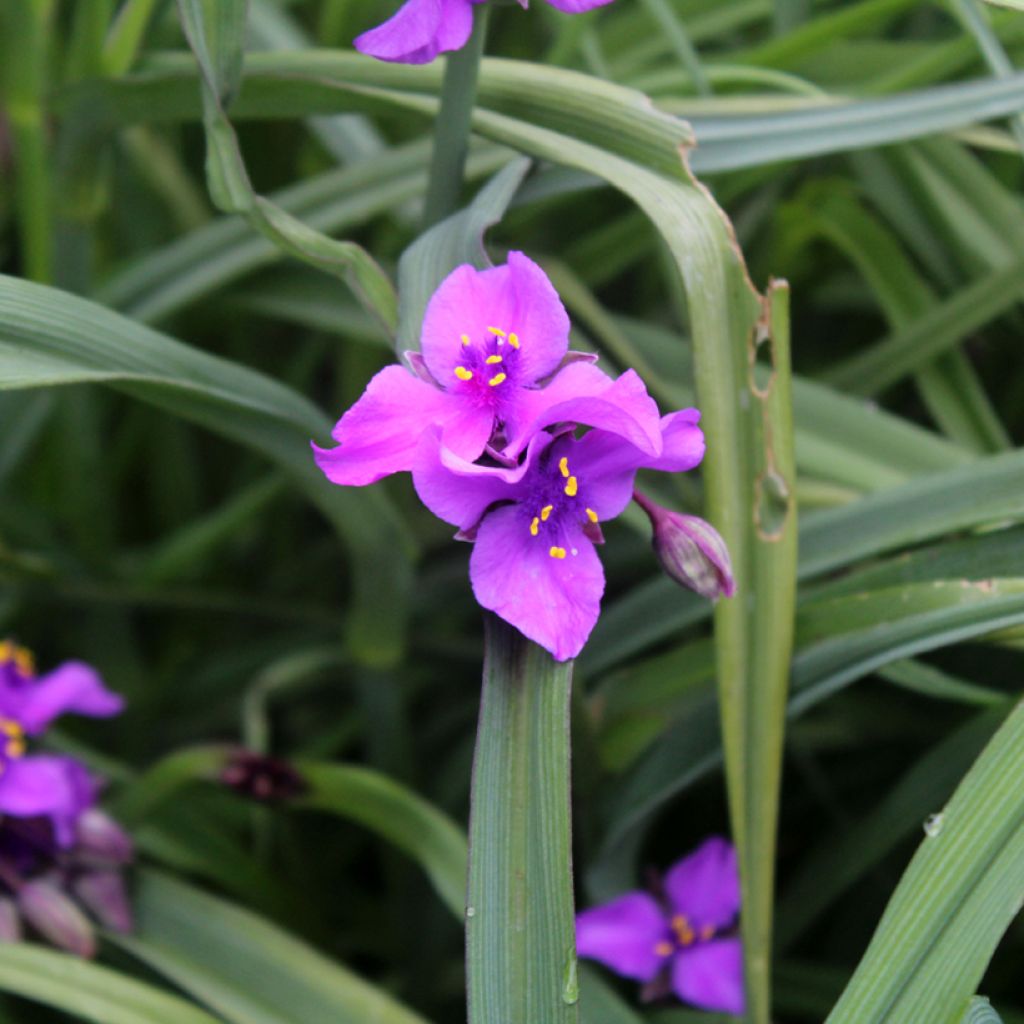 Tradescantia andersoniana Concord Grape - Dreimasterblume