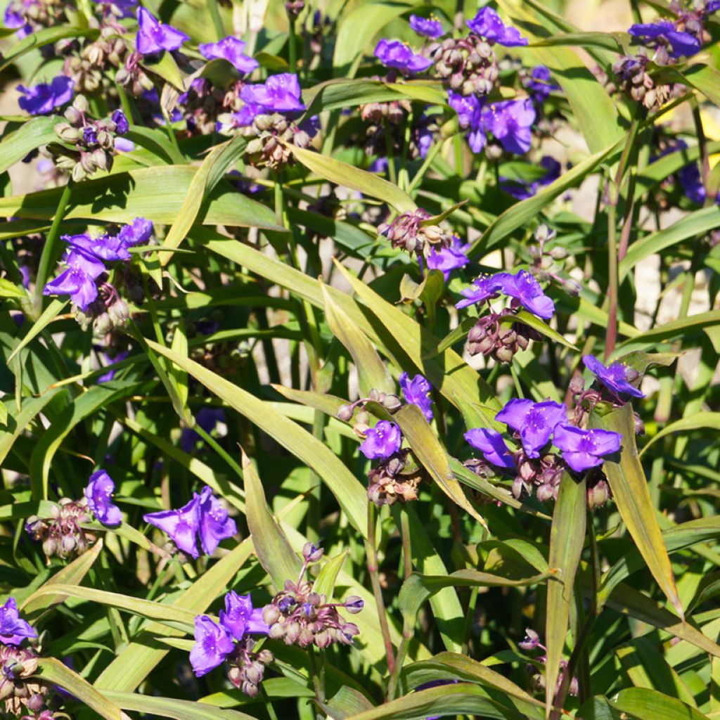 Tradescantia andersoniana Concord Grape - Dreimasterblume