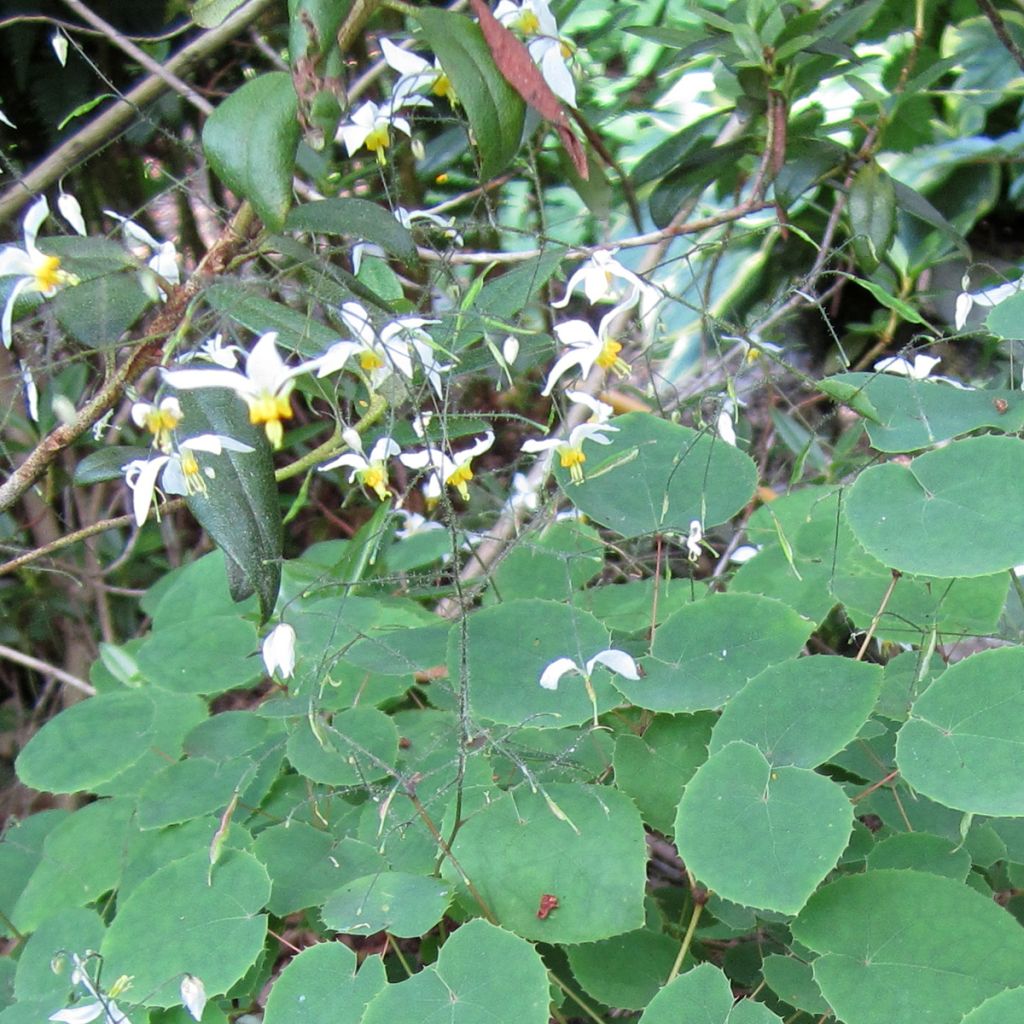 Epimedium brevicornu f. rotundatum - Elfenblume