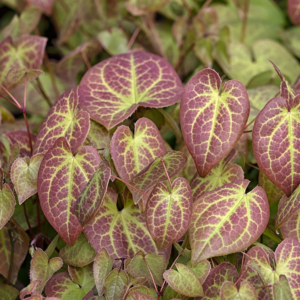 Epimedium versicolor Sulphureum - Vielfarbige Elfenblume
