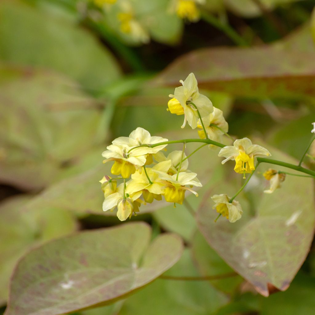 Epimedium versicolor Sulphureum - Vielfarbige Elfenblume