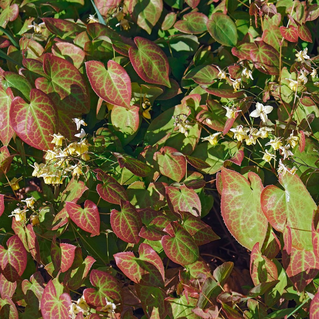 Epimedium versicolor Sulphureum - Vielfarbige Elfenblume