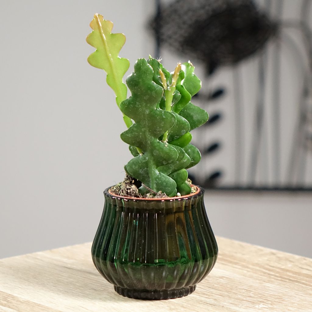 Sägeblattkaktus - Epiphyllum anguliger