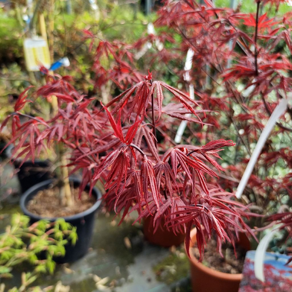Fächerahorn Skeeter's Broom - Acer palmatum