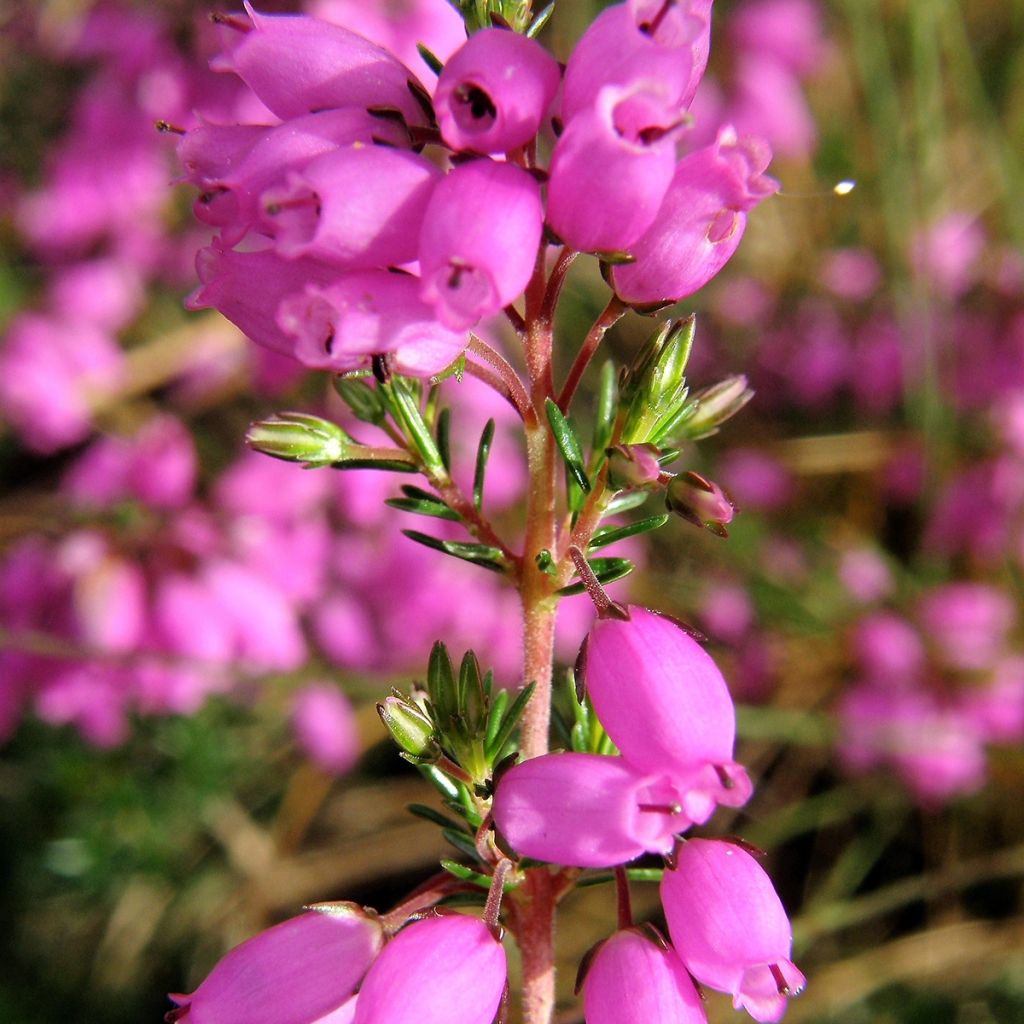 Graue Glocken-Heide - Erica cinerea