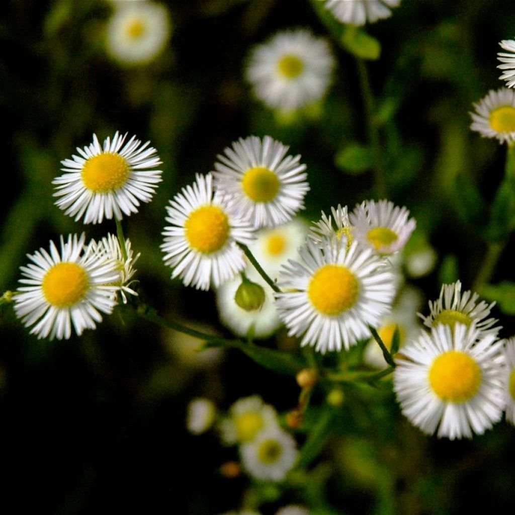 Berufkraut - Erigeron annus