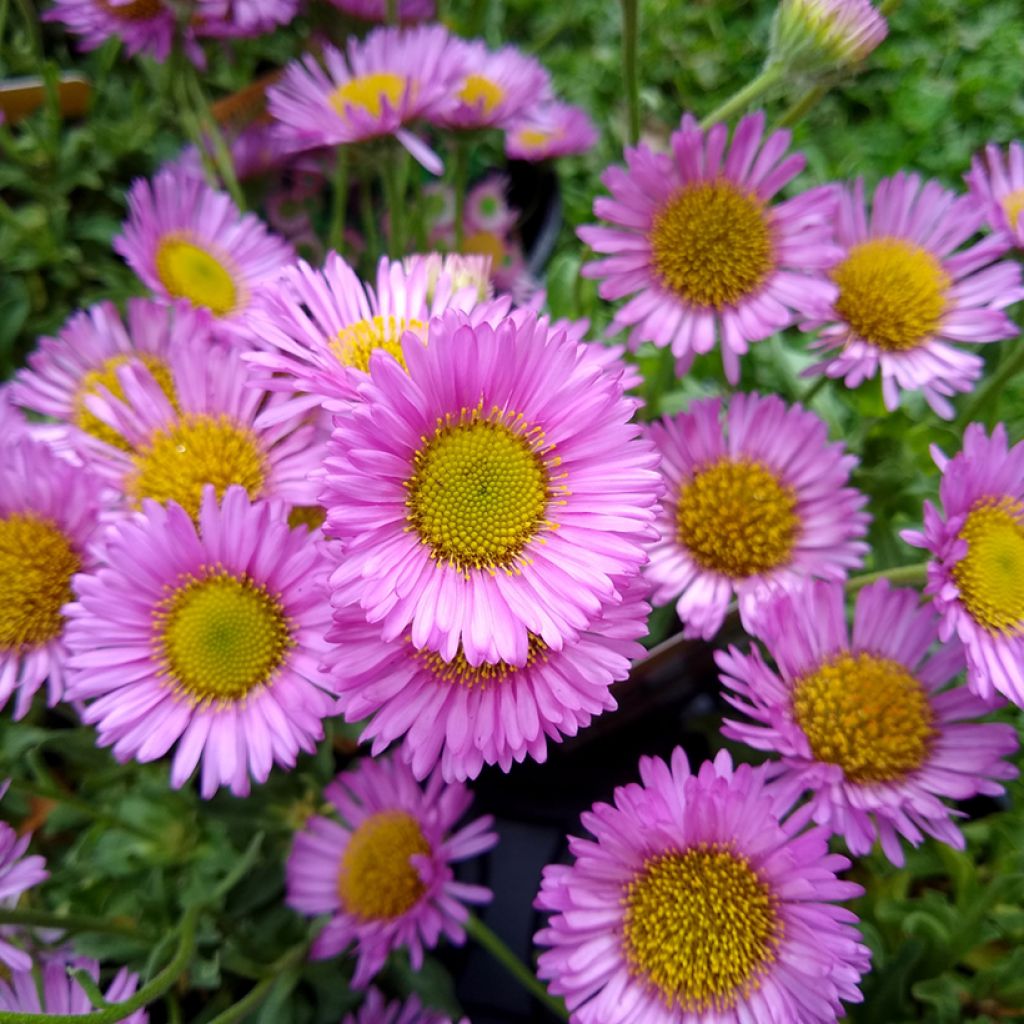 Strand-Berufkraut Sea Breeze - Erigeron glaucus
