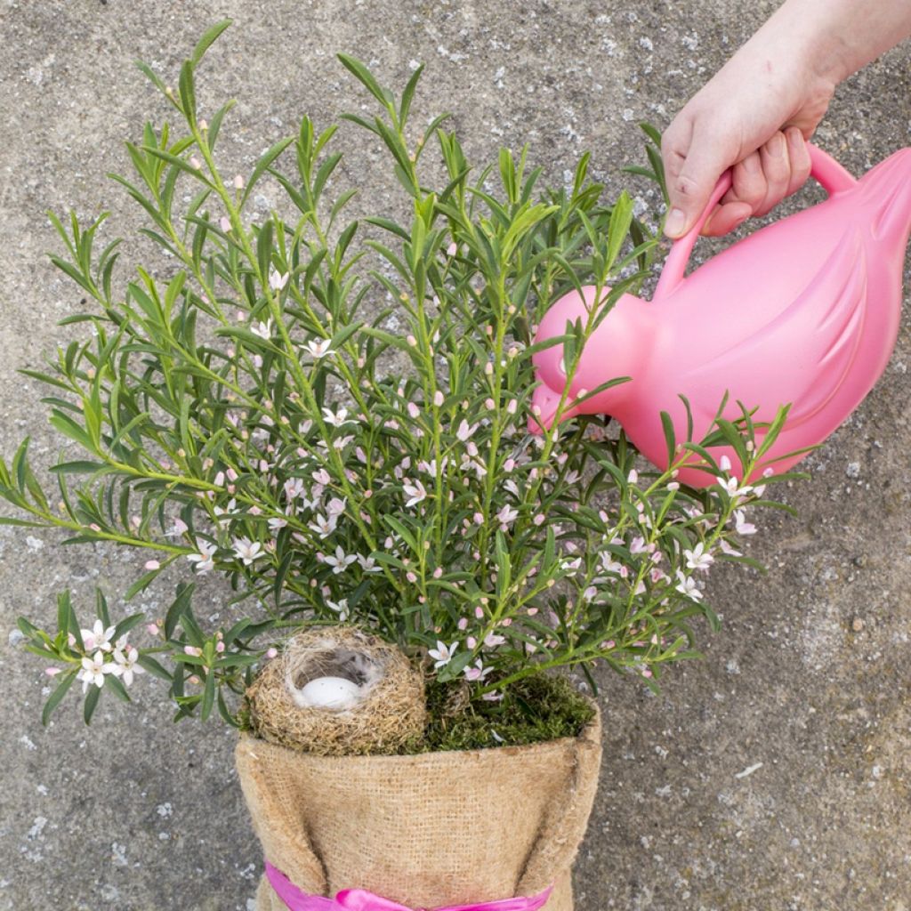 Eriostemon myoporoides Flower Girl Pink - Langblättrige Wachsblume
