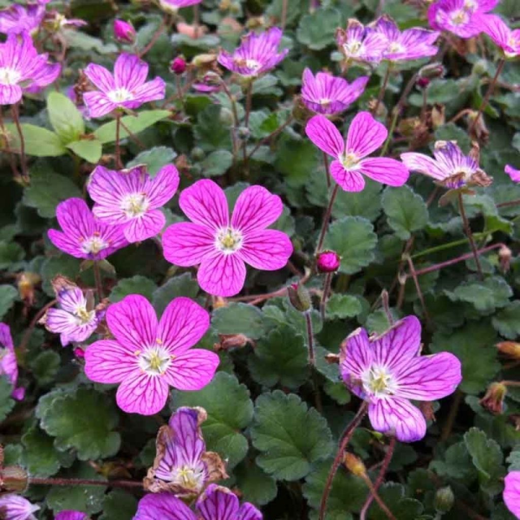 Erodium Bishop's Form - Reiherschnabel