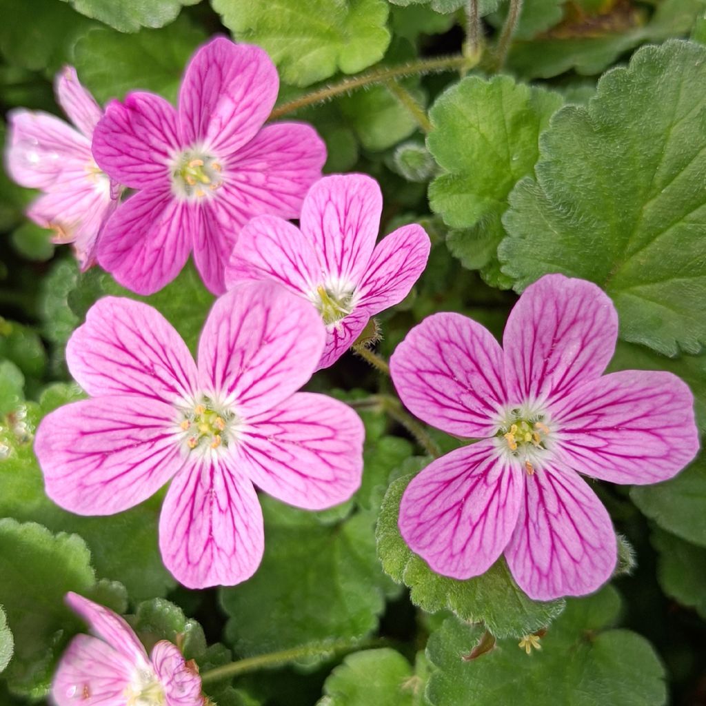 Erodium Bishop's Form - Reiherschnabel