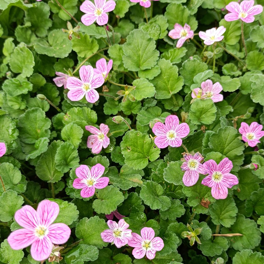 Erodium Bishop's Form - Reiherschnabel
