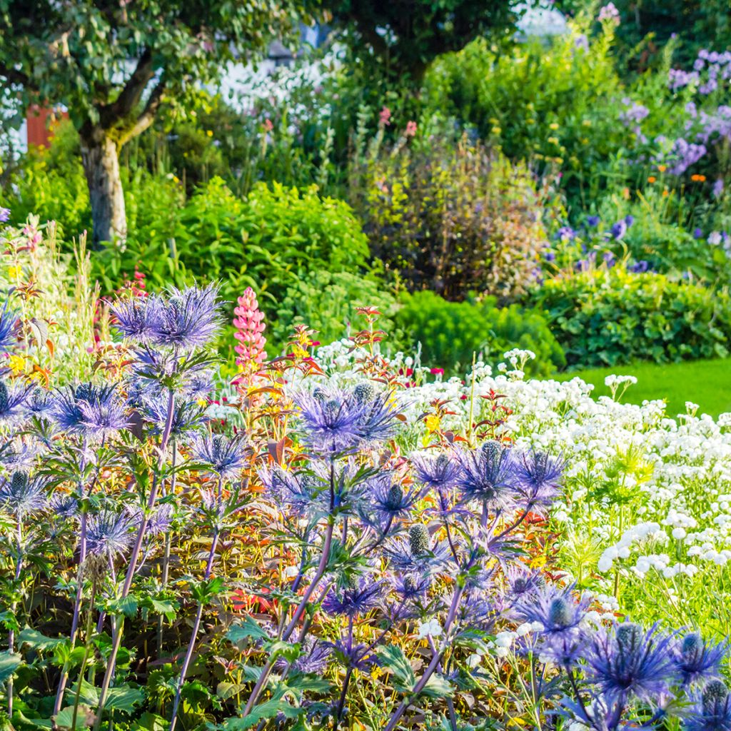 Eryngium oliverianum - Oliva Mannstreu
