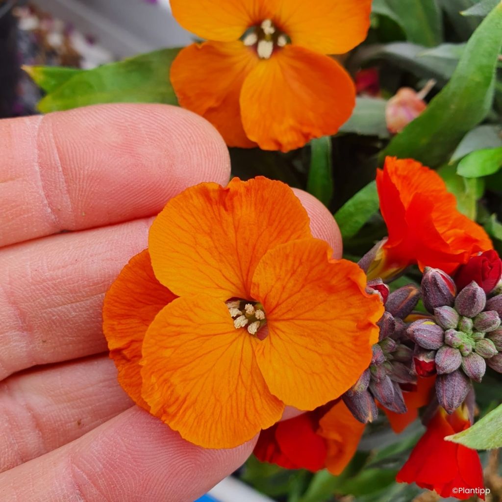 Garten-Goldlack Colour Vibe Orange - Erysimum 
