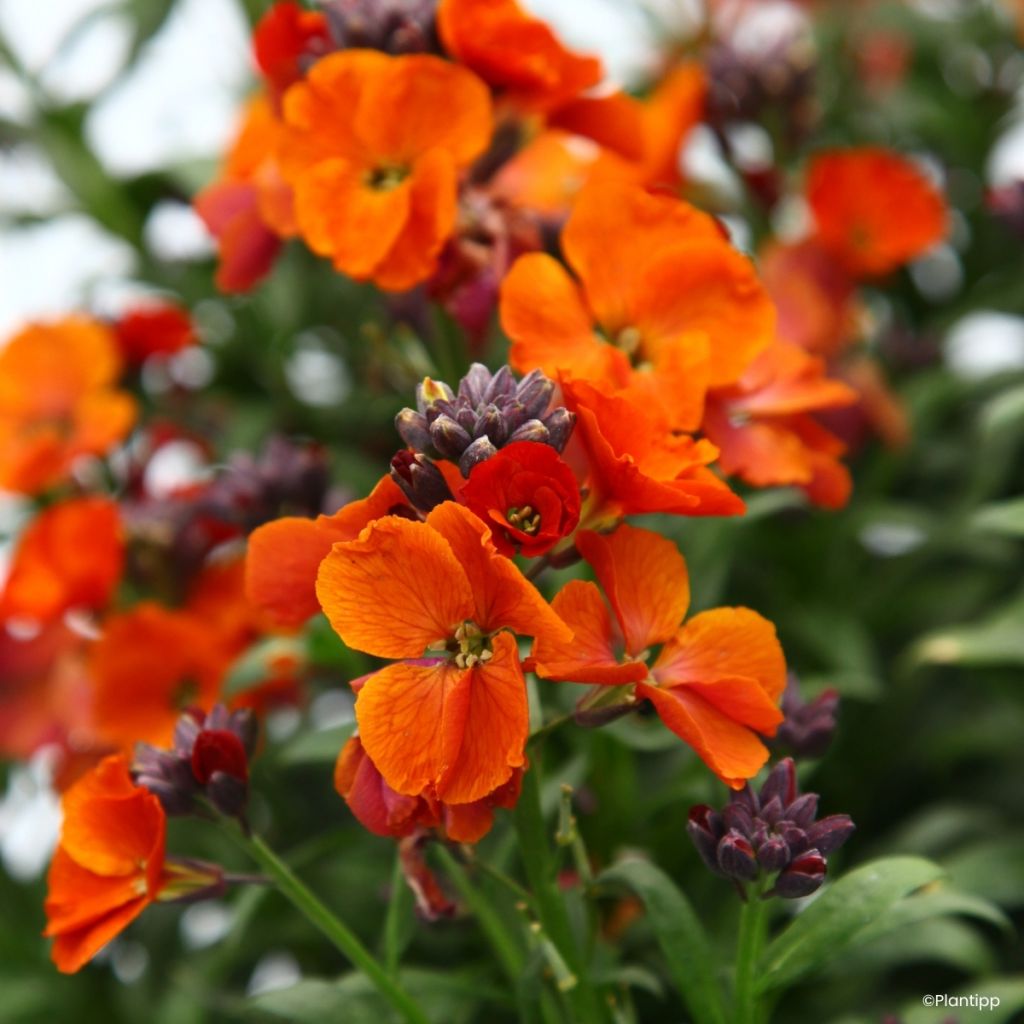 Garten-Goldlack Colour Vibe Orange - Erysimum 