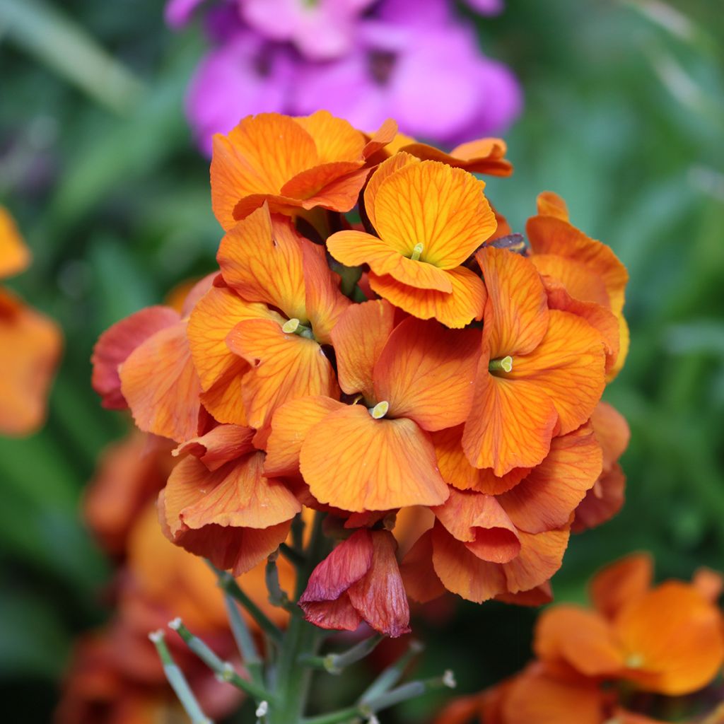 Erysimum x linifolium Winter Touch - Garten-Goldlack