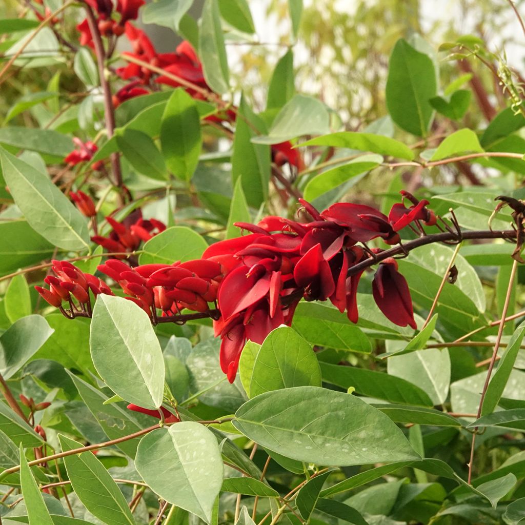 Erythrina crista-galli (samen) - Korallenstrauch