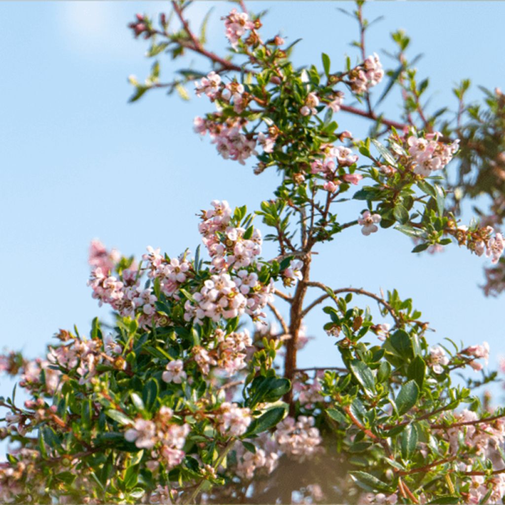 Escallonia Pinky Carpet - Andenstrauch