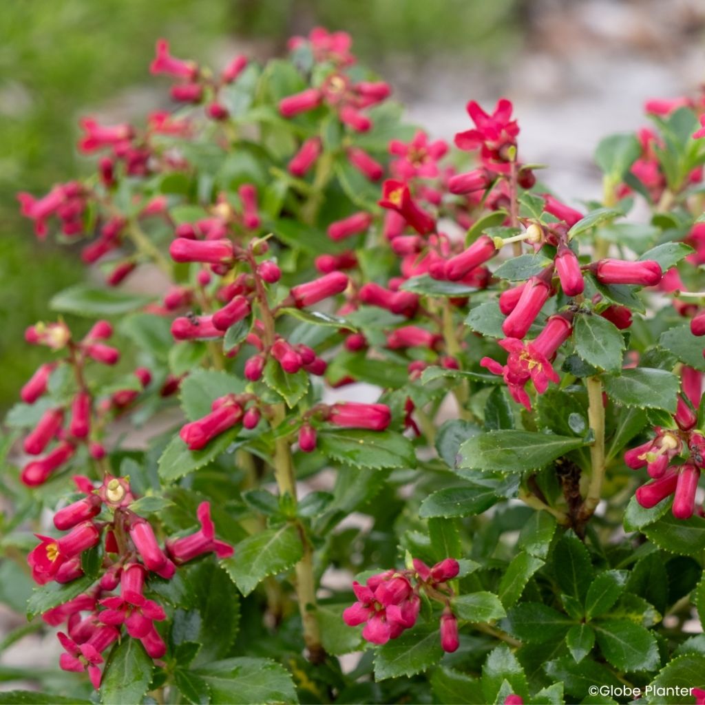 Escallonia rubra Red Tower - Andenstrauch