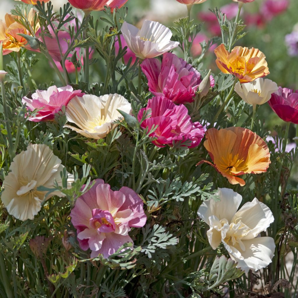 Goldmohn Thai Silk Formula Mixture (Samen) - Eschscholzia californica