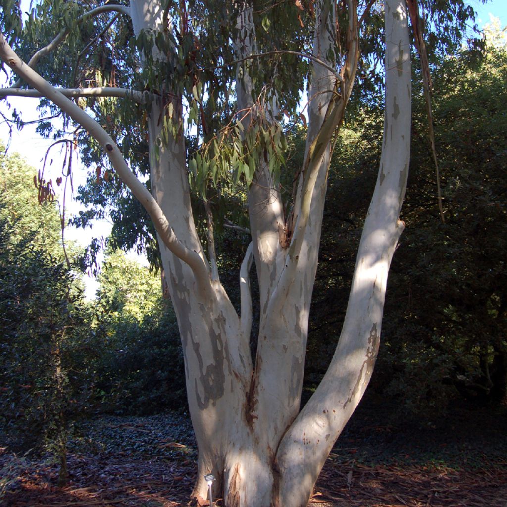Eucalyptus dalrympleana - Breitblättriger Eukalyptus