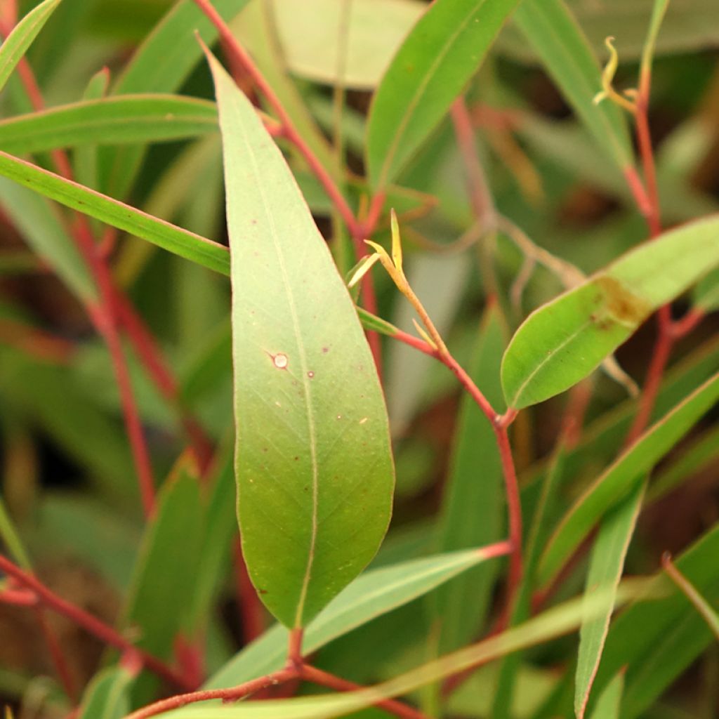 Eucalyptus stricta