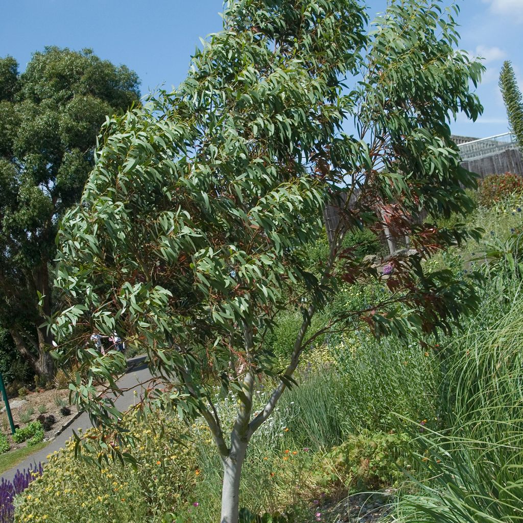 Schnee-Eucalyptus (samen) - Eucalyptus niphophila