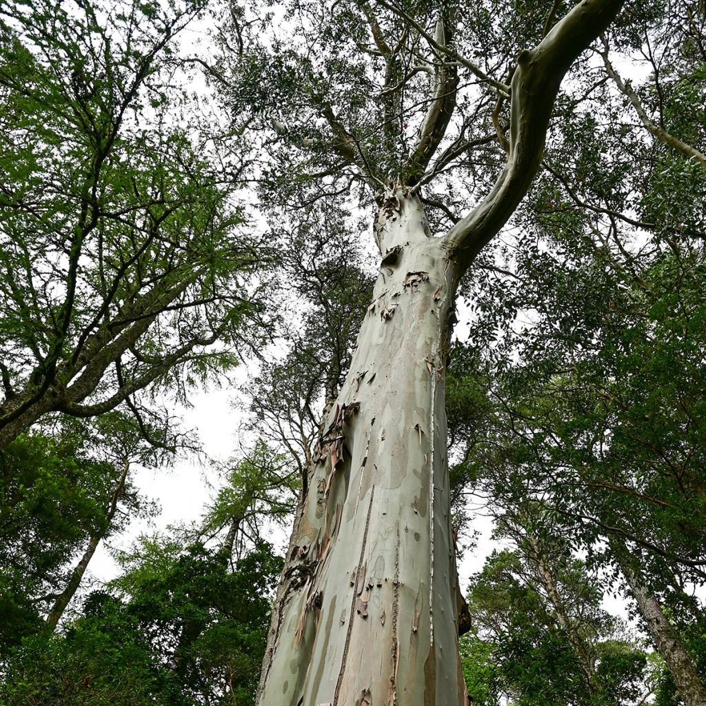 Eucalyptus regnans (samen) - Riesen-Eukalyptus