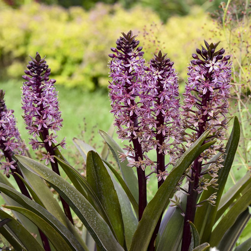 Eucomis Purple Reign - Schopflilie