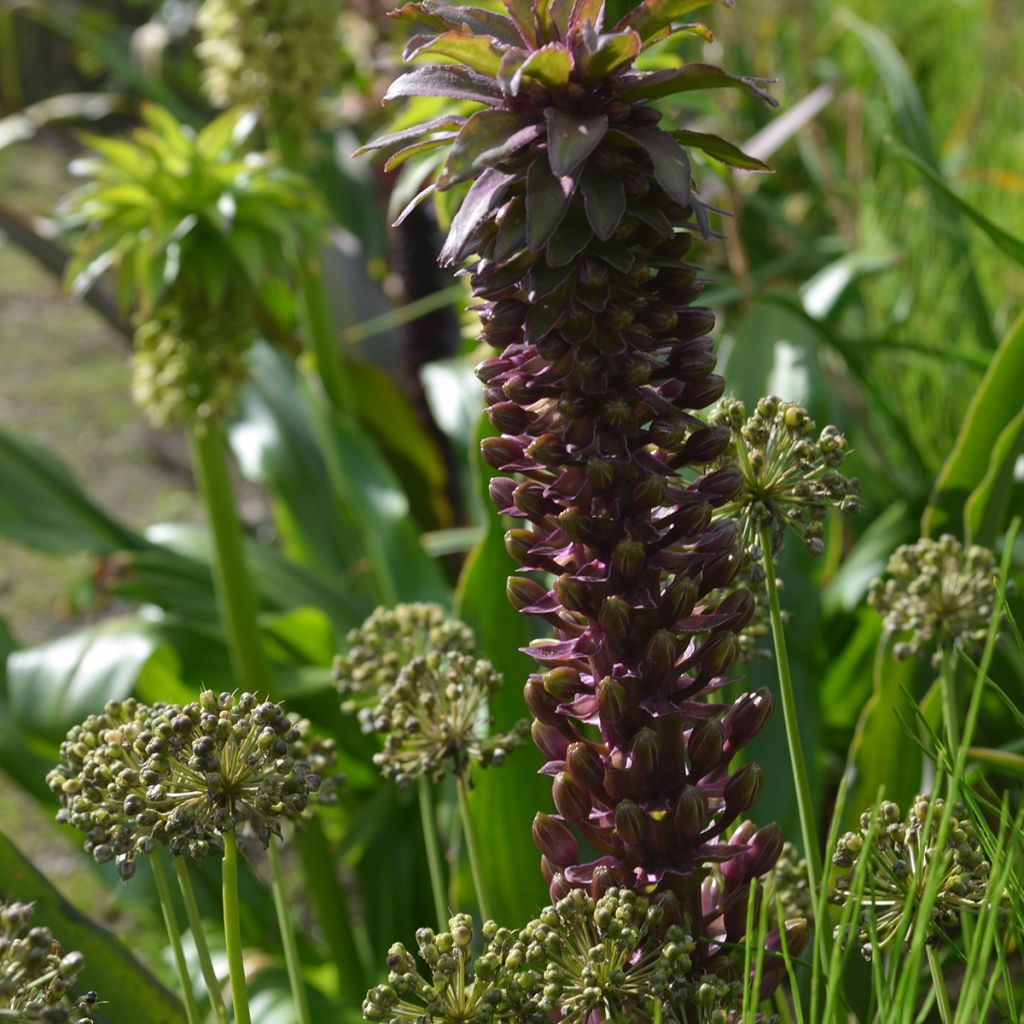 Eucomis comosa Indian Summer - Schopflilie