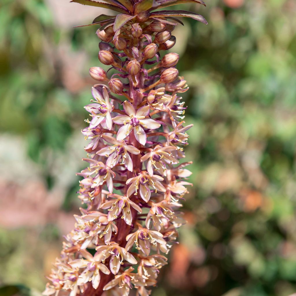 Eucomis comosa Indian Summer - Schopflilie