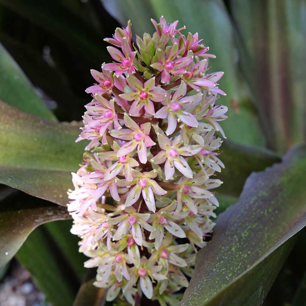 Eucomis comosa Sparkling Burgundy - Schopflilie