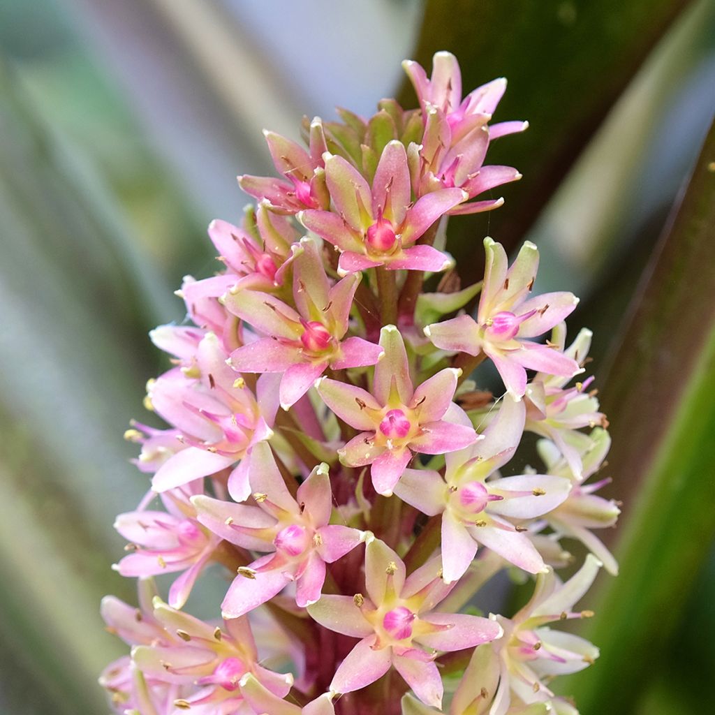 Eucomis comosa Sparkling Burgundy - Schopflilie