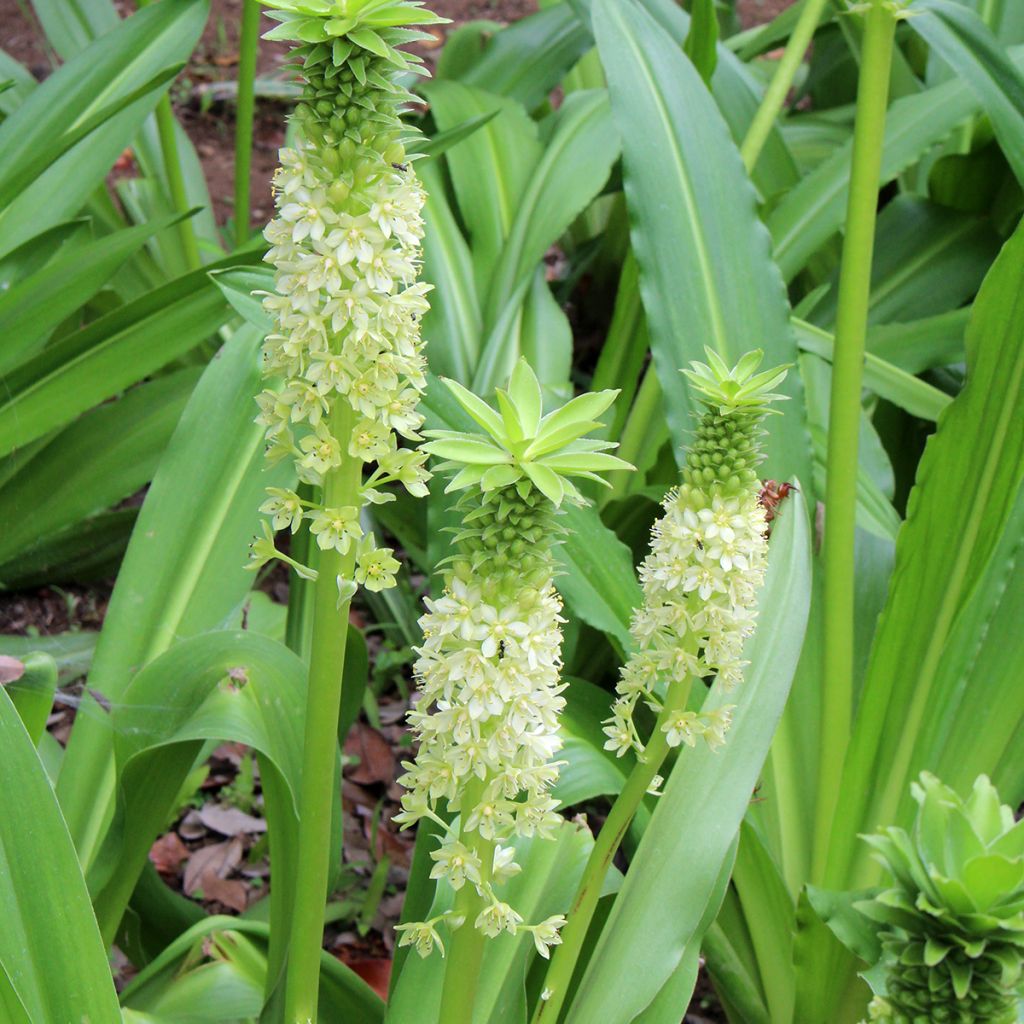 Eucomis comosa Tugela Jade - Schopflilie