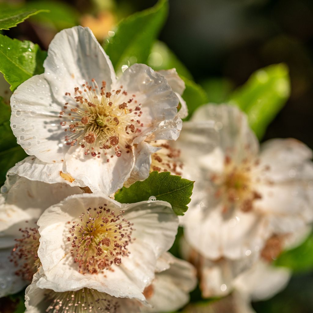 Eucryphia intermedia Rostrevor - Eucryphie