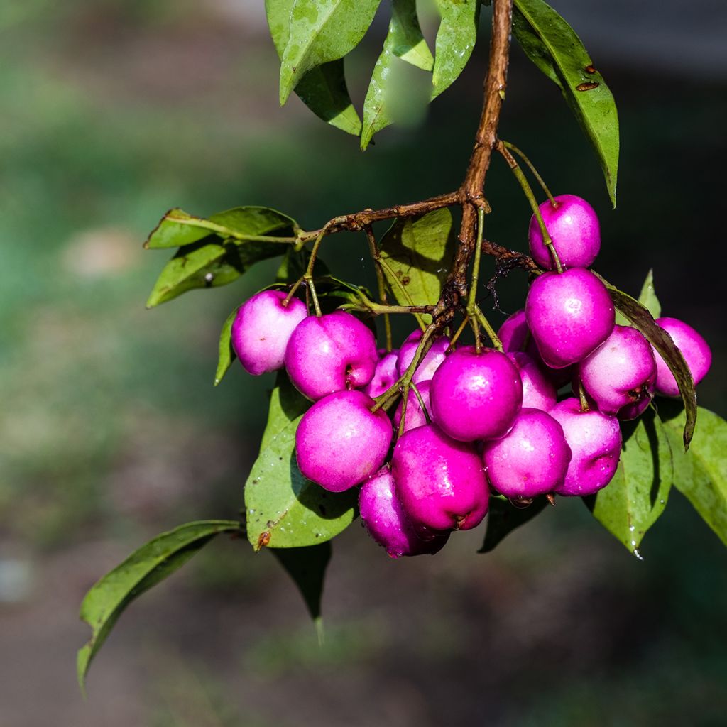 Eugenia uniflora Etna Fire - Eugenie