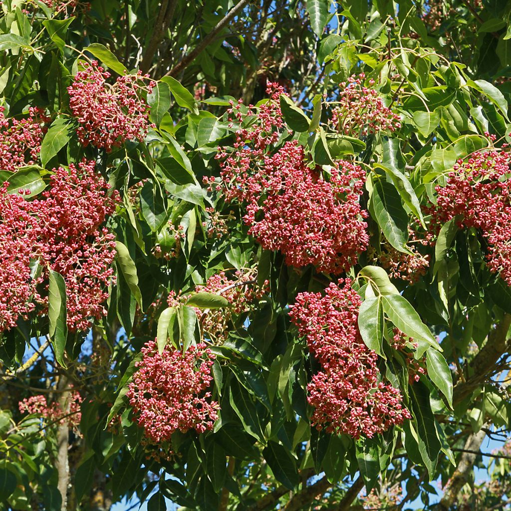Tetradium daniellii - Bienenbaum