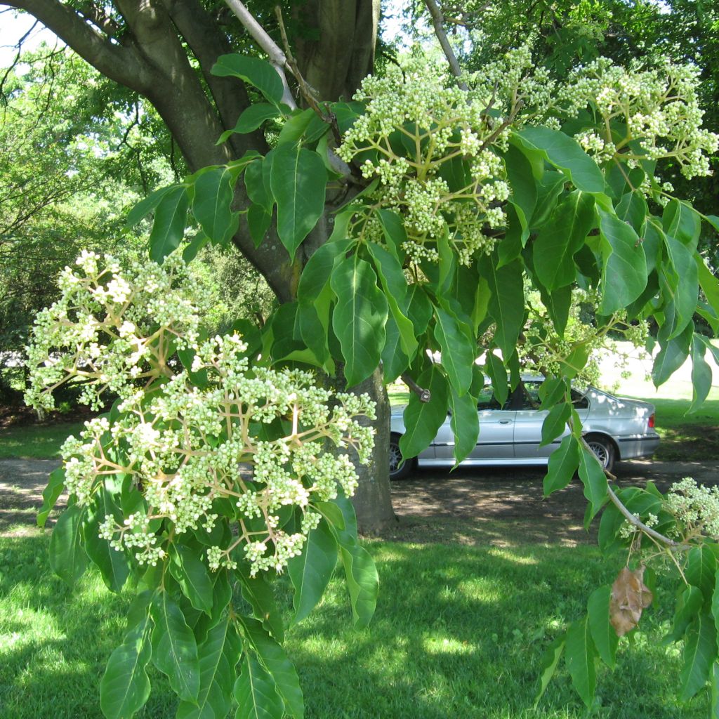 Tetradium daniellii - Bienenbaum