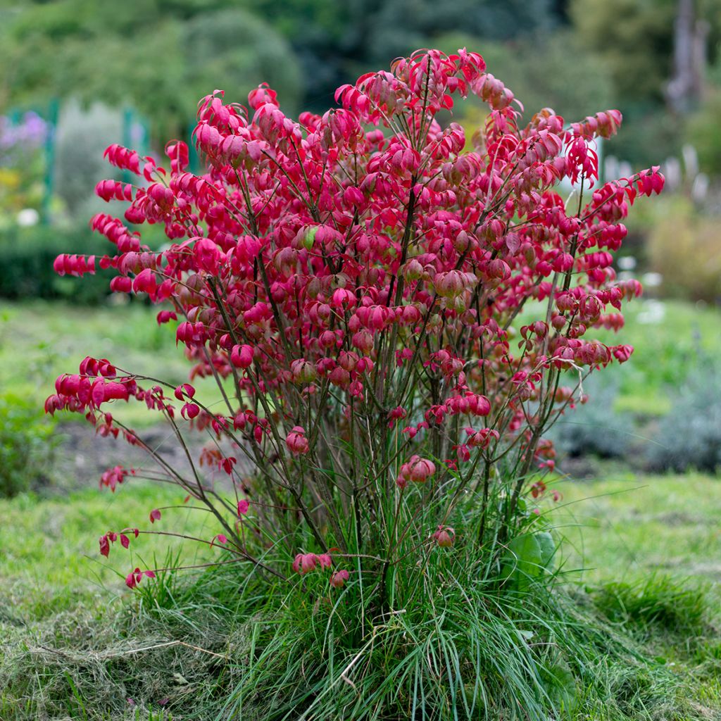 Euonymus alatus - Pfaffenhütchen