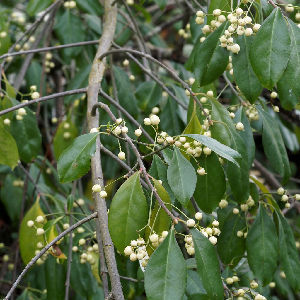 Pfaffenhütchen Albus - Euonymus europaeus