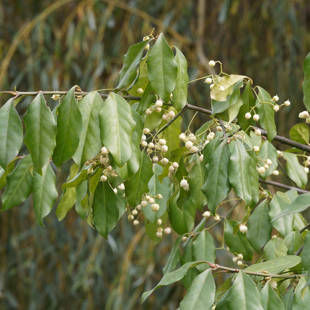 Pfaffenhütchen Albus - Euonymus europaeus