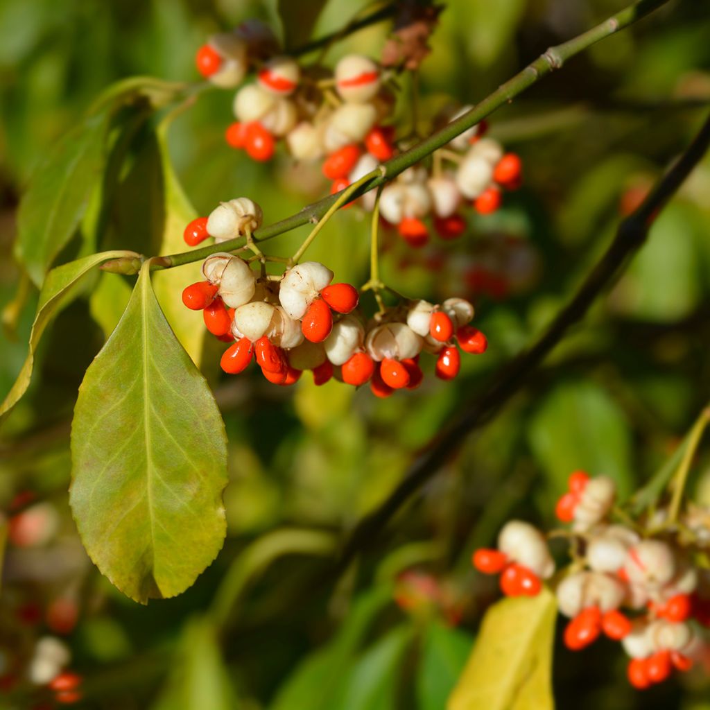 Pfaffenhütchen Albus - Euonymus europaeus