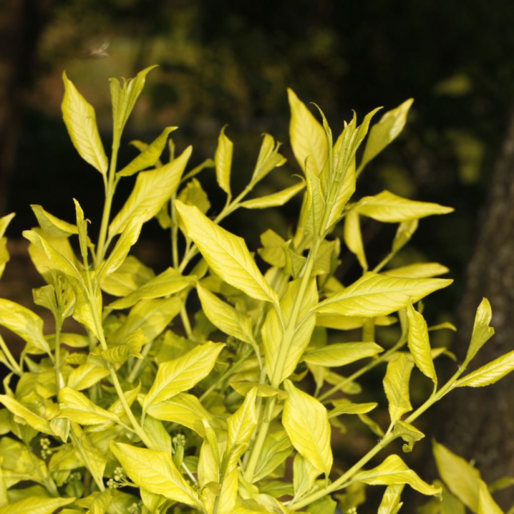 Pfaffenhütchen Chrysophyllus - Euonymus europaeus