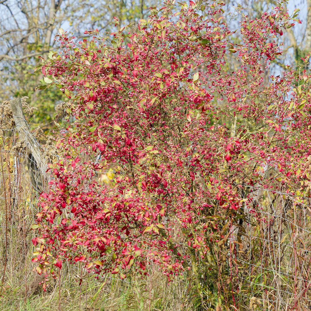 Pfaffenhütchen Red Cascade - Euonymus europaeus