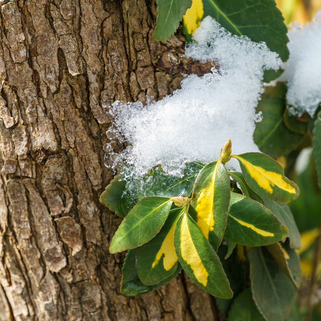 Spindelstrauch Blondy - Euonymus fortunei