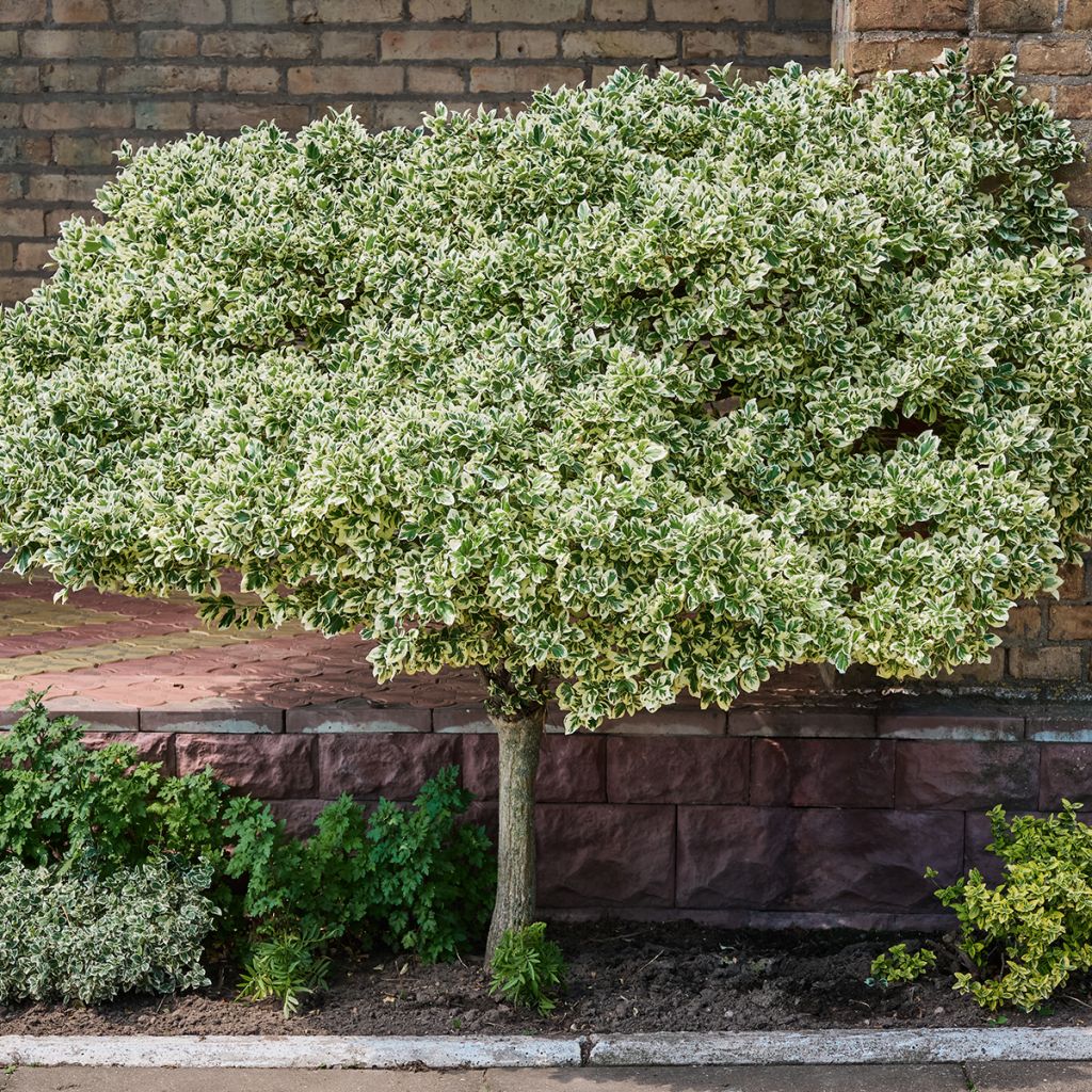 Spindelstrauch Emerald Gaiety - Euonymus fortunei
