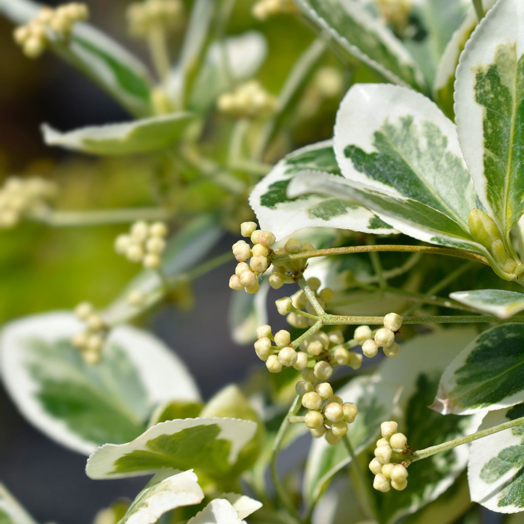 Spindelstrauch Emerald Gaiety - Euonymus fortunei