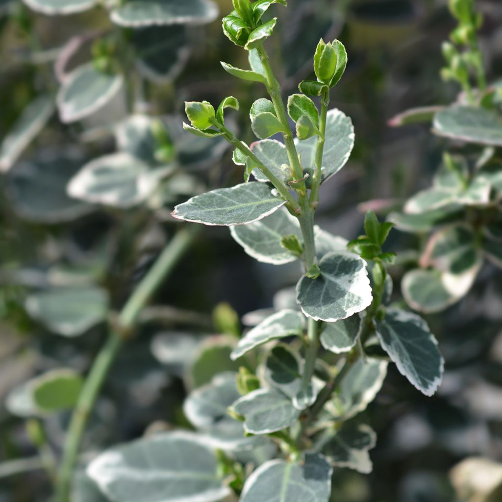 Spindelstrauch Emerald Gaiety - Euonymus fortunei
