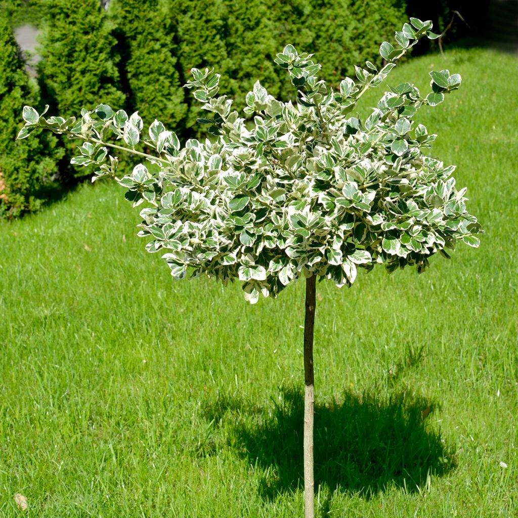 Spindelstrauch Emerald Gaiety - Euonymus fortunei